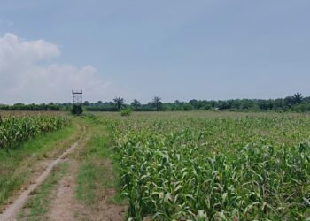 Sidang Lapangan Atas Gugatan 102 Ha Lahan Dikuasai UINSU Medan, Bisakah Keluarga Sultan Negeri Serdang Menang?