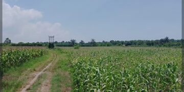 Sidang Lapangan Atas Gugatan 102 Ha Lahan Dikuasai UINSU Medan, Bisakah Keluarga Sultan Negeri Serdang Menang?