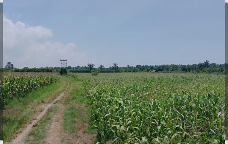 Sidang Lapangan Atas Gugatan 102 Ha Lahan Dikuasai UINSU Medan, Bisakah Keluarga Sultan Negeri Serdang Menang? 2 Sidang Lapangan Atas Gugatan 102 Ha Lahan Dikuasai UINSU Medan, Bisakah Keluarga Sultan Negeri Serdang Menang?