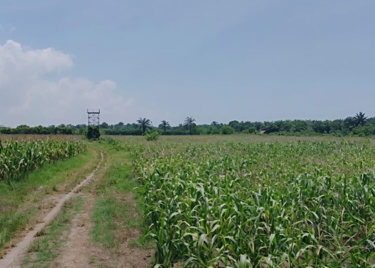 Sidang Lapangan Atas Gugatan 102 Ha Lahan Dikuasai UINSU Medan, Bisakah Keluarga Sultan Negeri Serdang Menang?