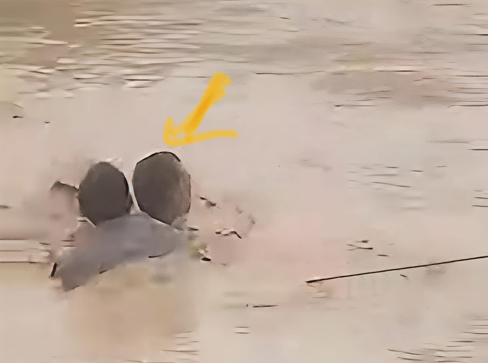 Tapsel Berduka, Sungai Batangtoru Meluap, Arus Deras Ancam Permukiman Warga, 4 Orang Dinyatakan Hilang 7 Tapsel Berduka, Sungai Batangtoru Meluap, Arus Deras Ancam Permukiman Warga, 4 Orang Dinyatakan Hilang - IMG 20251126 WA0003