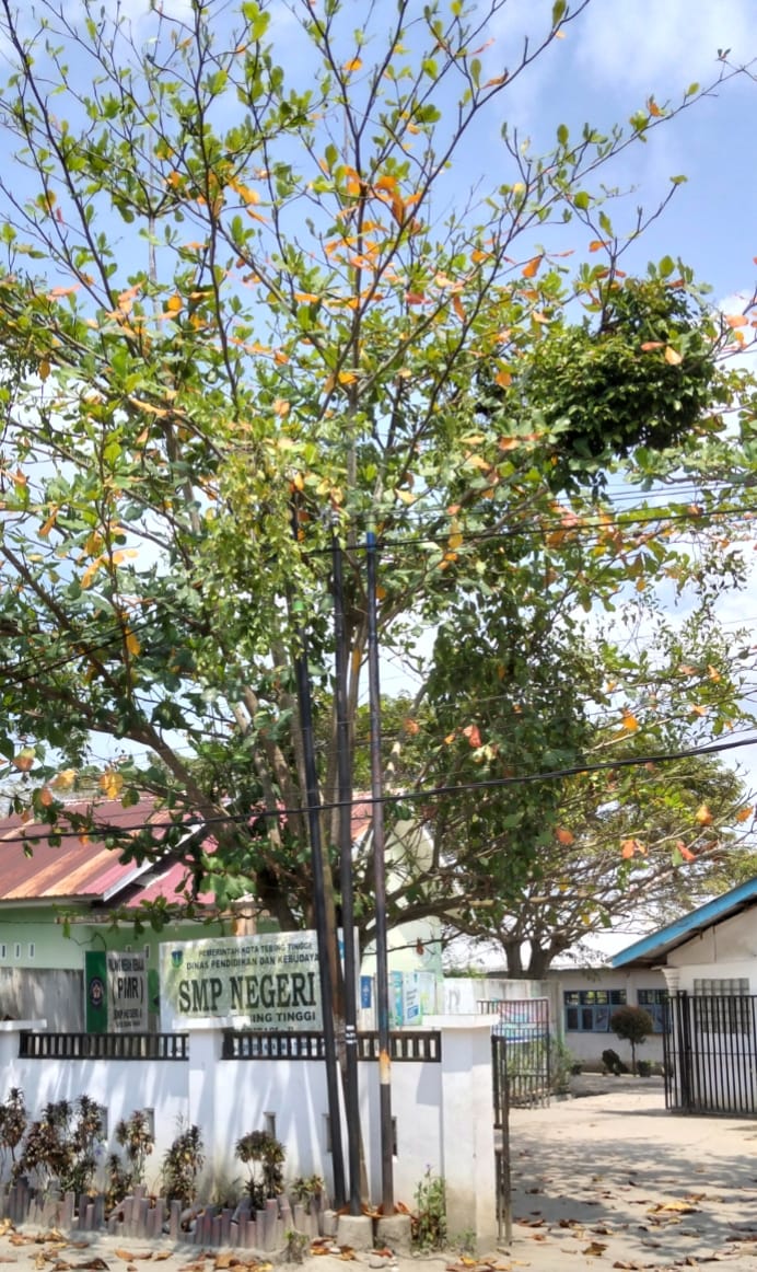 Dua Pohon Pelindung Di Halaman SMP Negeri 8 Kota Tebingtinggi Membahayakan Siswa - IMG 20260131 WA0025