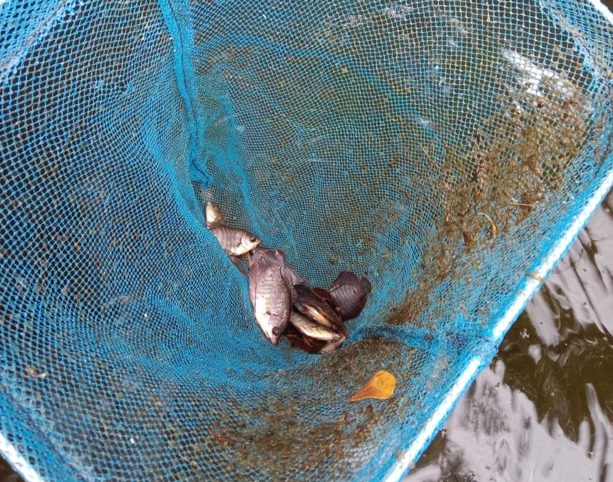 Kolam Bio Dlok Di Desa Galang Suka Deliserdang Dicuri Dan Dirusak 3 Kolam Bio Dlok Di Desa Galang Suka Deliserdang Dicuri Dan Dirusak - IMG 20260215 WA0008