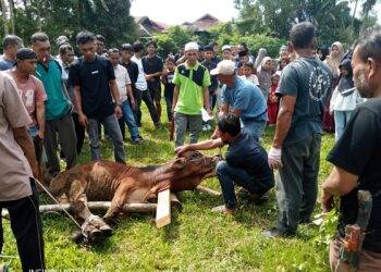 Semangat Berkurban Warga Nagari Cubadak Barat Meningkat, Muara Tambangan Terbanyak Sembelih 11 Ekor Sapi
