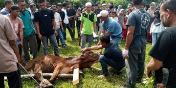 Semangat Berkurban Warga Nagari Cubadak Barat Meningkat, Muara Tambangan Terbanyak Sembelih 11 Ekor Sapi