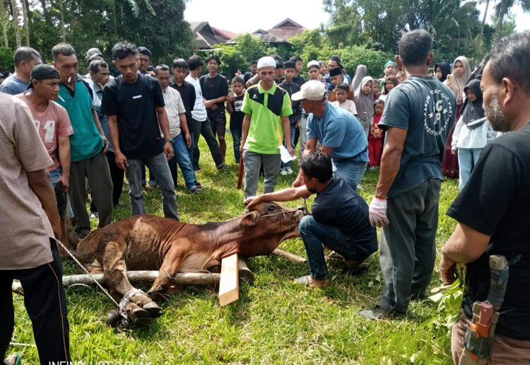 Semangat Berkurban Warga Nagari Cubadak Barat Meningkat, Muara Tambangan Terbanyak Sembelih 11 Ekor Sapi 2 Semangat Berkurban Warga Nagari Cubadak Barat Meningkat, Muara Tambangan Terbanyak Sembelih 11 Ekor Sapi