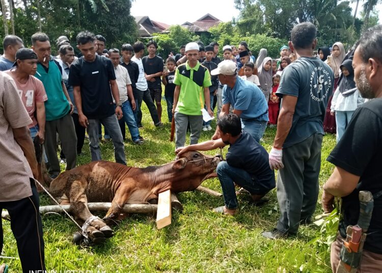 Semangat Berkurban Warga Nagari Cubadak Barat Meningkat, Muara Tambangan Terbanyak Sembelih 11 Ekor Sapi