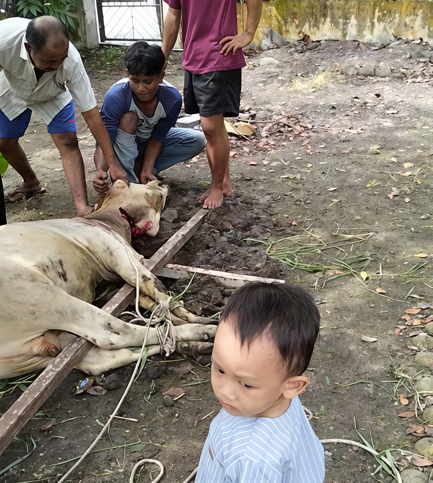 Semangat Berkurban Warga Nagari Cubadak Barat Meningkat, Muara Tambangan Terbanyak Sembelih 11 Ekor Sapi - IMG 20260528 WA0021