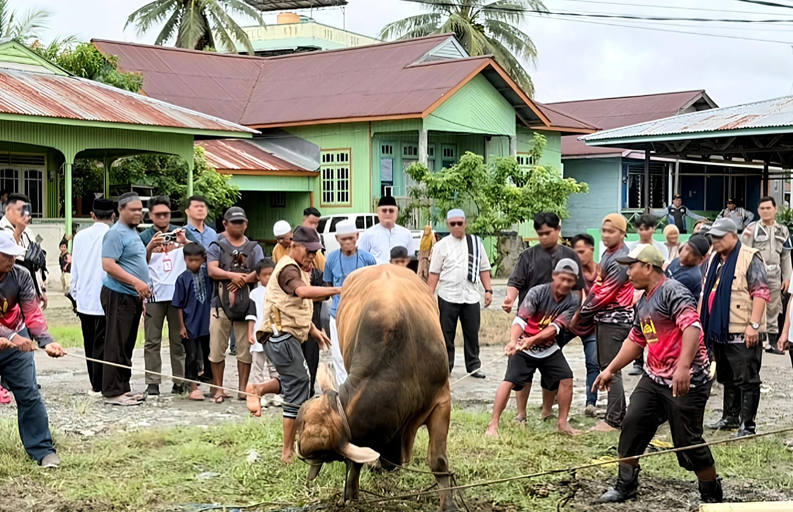 Semangat Berkurban Warga Nagari Cubadak Barat Meningkat, Muara Tambangan Terbanyak Sembelih 11 Ekor Sapi - IMG 20260528 WA0023
