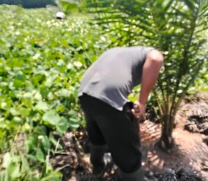 Manajemen Kebun Sei. Putih PTPN IV Palmco Regional I, Komitmen Pastikan Tanaman Muda Terawat Dengan Baik - IMG 20260626 142401