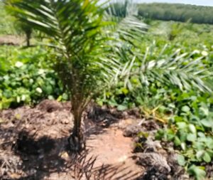 Manajemen Kebun Sei. Putih PTPN IV Palmco Regional I, Komitmen Pastikan Tanaman Muda Terawat Dengan Baik - IMG 20260626 142425
