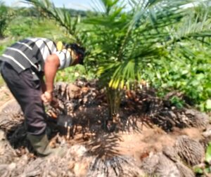 Manajemen Kebun Sei. Putih PTPN IV Palmco Regional I, Komitmen Pastikan Tanaman Muda Terawat Dengan Baik - IMG 20260626 142452