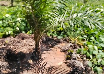 Manajemen Kebun Sei. Putih PTPN IV Palmco Regional I, Komitmen Pastikan Tanaman Muda Terawat Dengan Baik