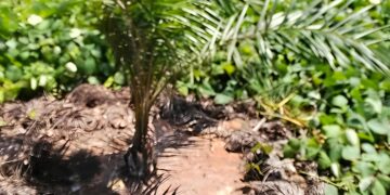 Manajemen Kebun Sei. Putih PTPN IV Palmco Regional I, Komitmen Pastikan Tanaman Muda Terawat Dengan Baik