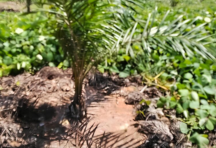 Manajemen Kebun Sei. Putih PTPN IV Palmco Regional I, Komitmen Pastikan Tanaman Muda Terawat Dengan Baik 2 Manajemen Kebun Sei. Putih PTPN IV Palmco Regional I, Komitmen Pastikan Tanaman Muda Terawat Dengan Baik