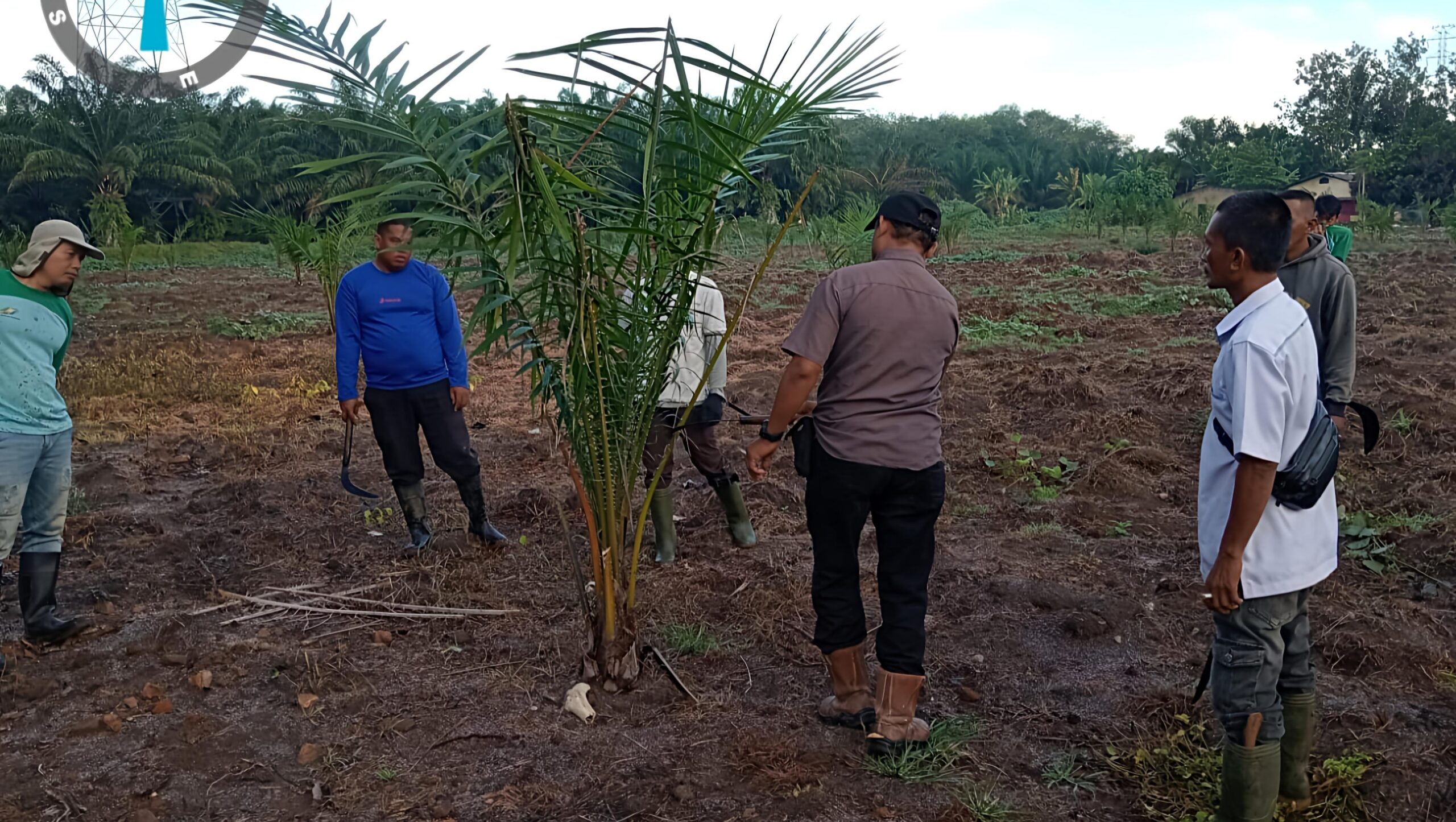 Manajemen PTPN IV Regional I Kebun Sei Putih Pastikan Tak Ada Penyimpangan Dalam Pekerjaan TU/TK Tahun 2025 - IMG 20260629 192531 scaled