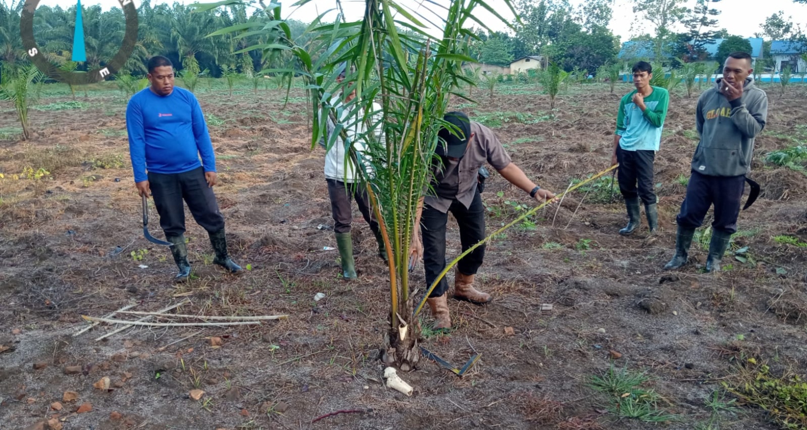 Manajemen PTPN IV Regional I Kebun Sei Putih Pastikan Tak Ada Penyimpangan Dalam Pekerjaan TU/TK Tahun 2025 - IMG 20260629 192549
