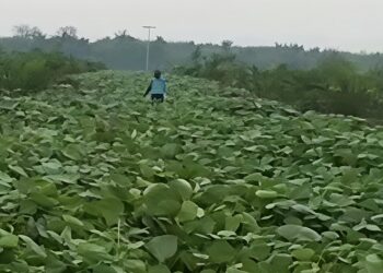 Manajemen PTPN IV Regional I Kebun Sei Putih Pastikan Tak Ada Penyimpangan Dalam Pekerjaan TU/TK Tahun 2025