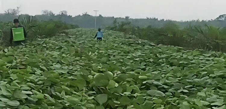Manajemen PTPN IV Regional I Kebun Sei Putih Pastikan Tak Ada Penyimpangan Dalam Pekerjaan TU/TK Tahun 2025