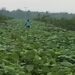 Manajemen PTPN IV Regional I Kebun Sei Putih Pastikan Tak Ada Penyimpangan Dalam Pekerjaan TU/TK Tahun 2025