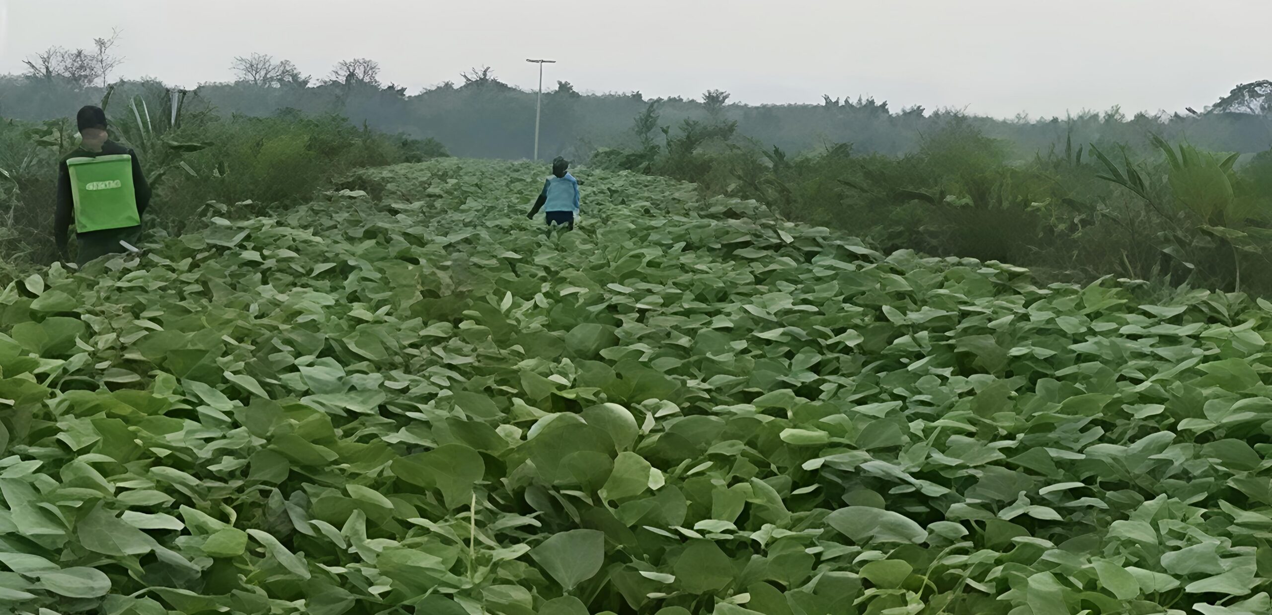 Manajemen PTPN IV Regional I Kebun Sei Putih Pastikan Tak Ada Penyimpangan Dalam Pekerjaan TU/TK Tahun 2025 - IMG 20260630 110307 scaled
