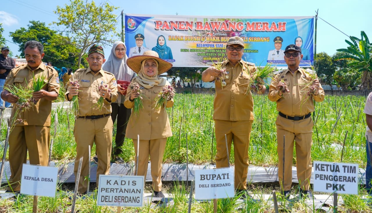 Bupati Deli Serdang Asri Ludin Tinjau Sekaligus Ikut Memanen Bawang Merah Bersama Poktan Tani Jaya Tani Desa Ramunia 5 Bupati Deli Serdang Asri Ludin Tinjau Sekaligus Ikut Memanen Bawang Merah Bersama Poktan Tani Jaya Tani Desa Ramunia - IMG 20260706 224114
