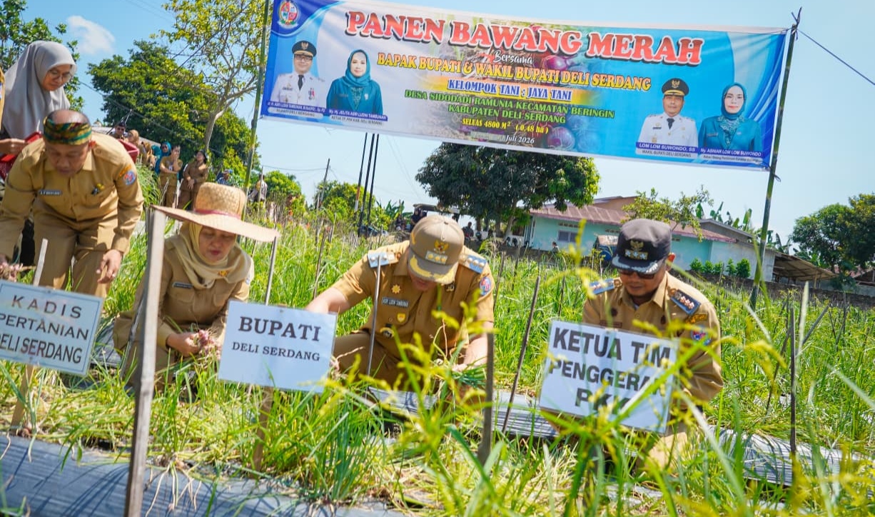 Bupati Deli Serdang Asri Ludin Tinjau Sekaligus Ikut Memanen Bawang Merah Bersama Poktan Tani Jaya Tani Desa Ramunia 4 Bupati Deli Serdang Asri Ludin Tinjau Sekaligus Ikut Memanen Bawang Merah Bersama Poktan Tani Jaya Tani Desa Ramunia - IMG 20260706 224217
