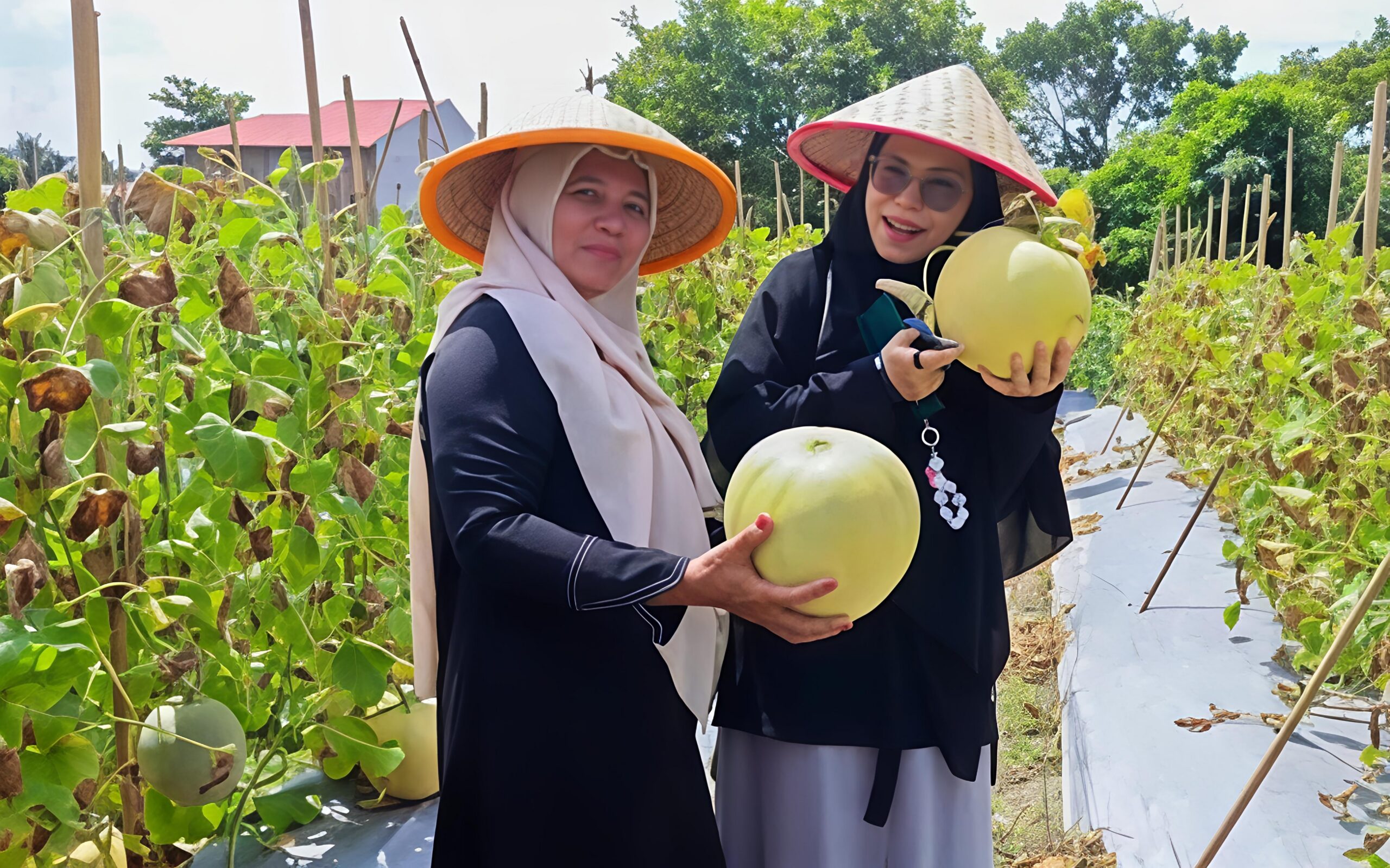 KETUA DWP KOTA TEBING TINGGI SAKSIKAN PANEN RAYA BUAH MELON BINAAN DINAS KETAPANG, UNTUK PERKUAT SINERGI KETAHANAN PANGAN DAERAH 7 KETUA DWP KOTA TEBING TINGGI SAKSIKAN PANEN RAYA BUAH MELON BINAAN DINAS KETAPANG, UNTUK PERKUAT SINERGI KETAHANAN PANGAN DAERAH - IMG 20260714 174744 scaled