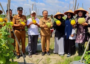KETUA DWP KOTA TEBING TINGGI SAKSIKAN PANEN RAYA BUAH MELON BINAAN DINAS KETAPANG, UNTUK PERKUAT SINERGI KETAHANAN PANGAN DAERAH