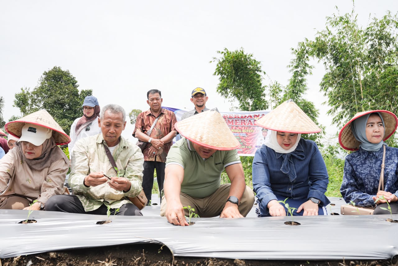 Target Produksi Cabai Merah Di Desa Betimus Mbaru Sibolangit 32 Ton Per-hektar  - IMG 20260825 WA0003
