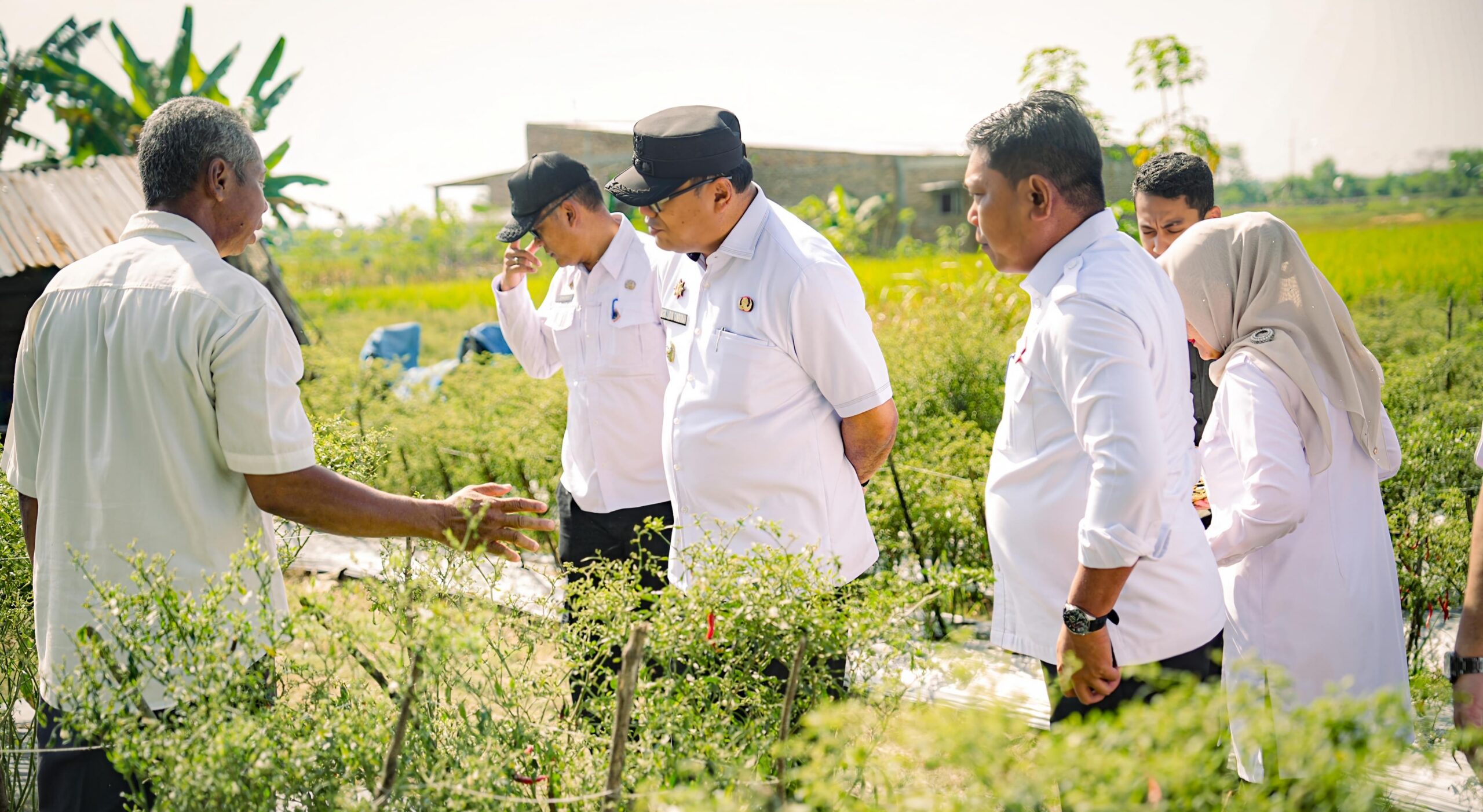 Panen Cabai, Bupati Deli Serdang Tegaskan Pentingnya Pengawasan Distribusi Pupuk Bersubsidi 5 Panen Cabai, Bupati Deli Serdang Tegaskan Pentingnya Pengawasan Distribusi Pupuk Bersubsidi - IMG 20260808 073430 scaled