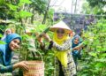 TP PKK Deli Serdang Monitoring Kegiatan Di Kelurahan Paluh Kemiri Dan Syahmad 11 TP PKK Deli Serdang Monitoring Kegiatan Di Kelurahan Paluh Kemiri Dan Syahmad