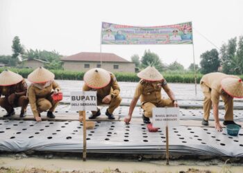 Pemkab Deli Serdang Penuhi Permintaan Petani Lakukan Budidaya Bawang Merah 