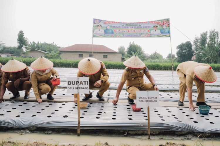 Pemkab Deli Serdang Penuhi Permintaan Petani Lakukan Budidaya Bawang Merah 