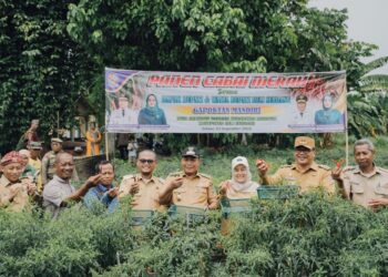 Lahan Tanam Cabai Merah Di Beringin Bertambah, Bupati Asri Ludin Apresiasi Dan Siap Dukung Kebutuhan Petani