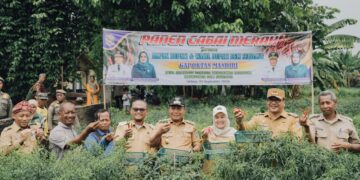 Lahan Tanam Cabai Merah Di Beringin Bertambah, Bupati Asri Ludin Apresiasi Dan Siap Dukung Kebutuhan Petani