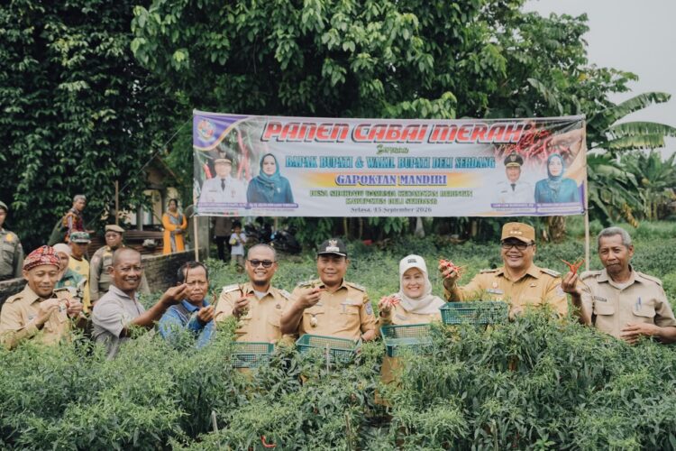 Lahan Tanam Cabai Merah Di Beringin Bertambah, Bupati Asri Ludin Apresiasi Dan Siap Dukung Kebutuhan Petani 2 Lahan Tanam Cabai Merah Di Beringin Bertambah, Bupati Asri Ludin Apresiasi Dan Siap Dukung Kebutuhan Petani