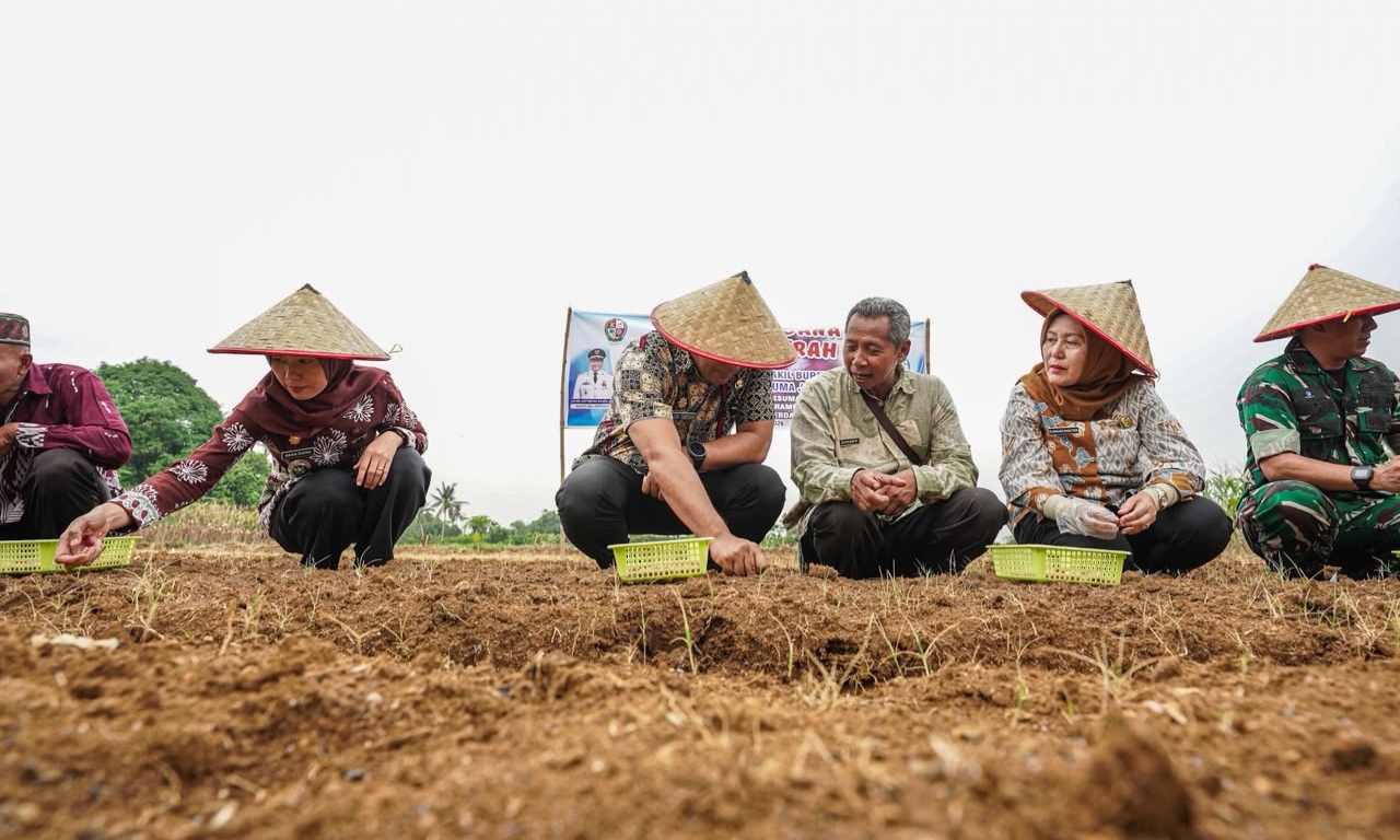 Namorambe Dikembangkan Sebagai Sentra Budidaya Bawang Merah, Bupati Deli Serdang Lakukan Tanam Perdana  - IMG 20260926 090151